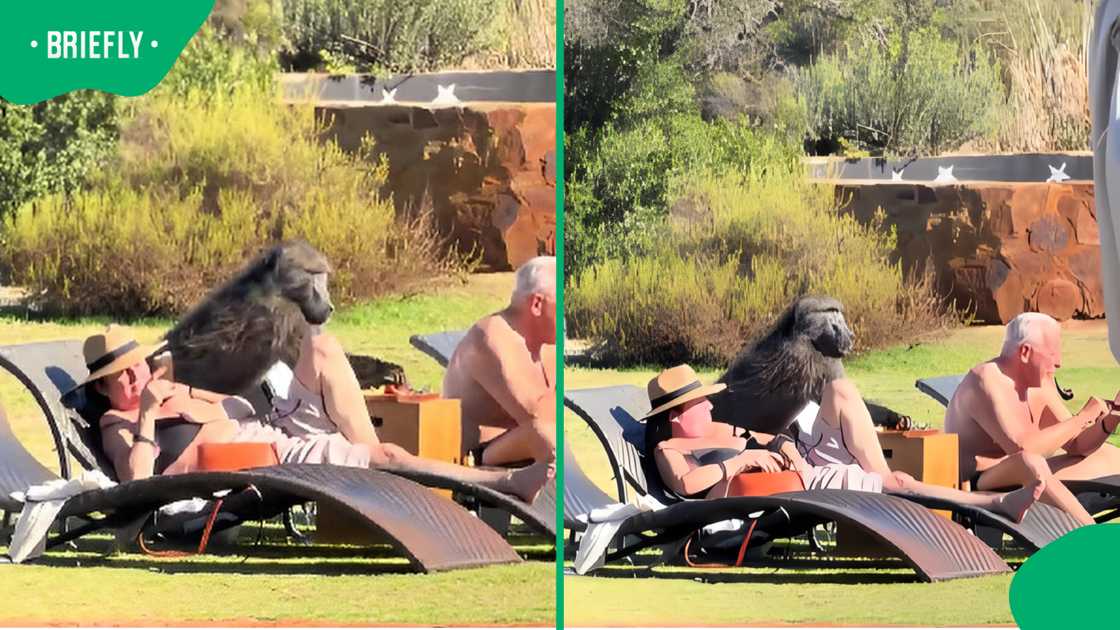 A baboon quietly grabs snacks from tourists as they sit poolside