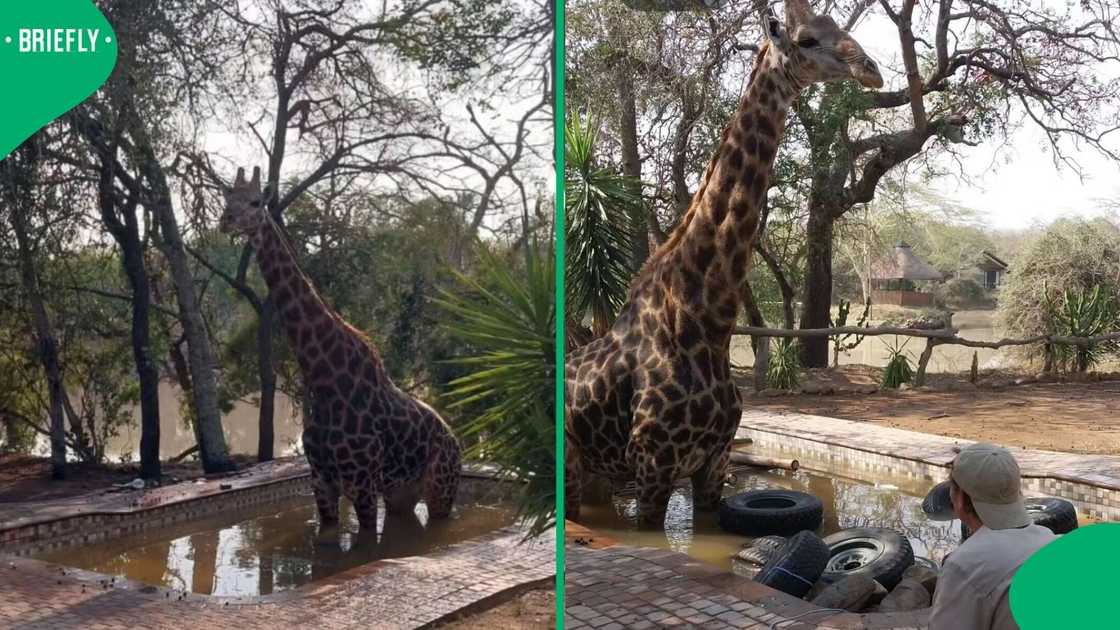 A giraffe trapped in a swimming pool at Phelwana Game Reserve in Limpopo was rescued after six hours.