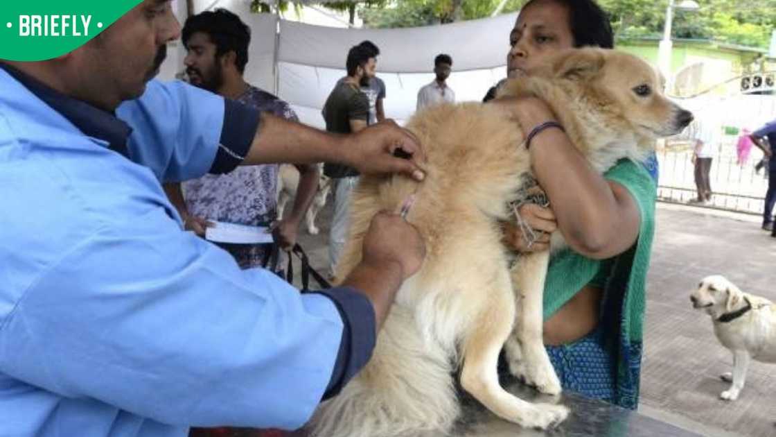 Vaccination