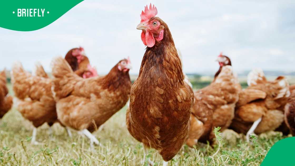 The price for poultry prices is expected to go down The price for poultry prices is expected to go down