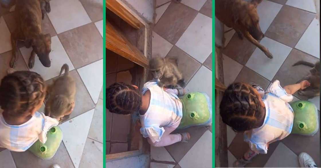 girl playing with monkey and dog girl playing with monkey and dog
