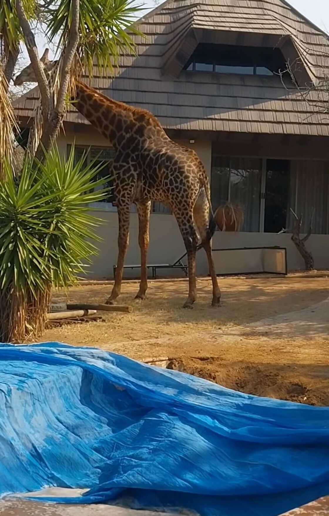 A six-hour rescue effort freed a giraffe trapped in a swimming pool at Phelwana Game Reserve in Limpopo.