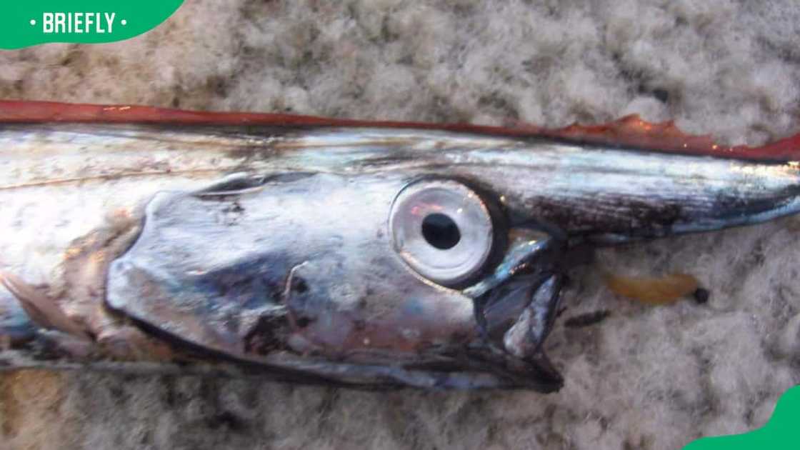 Unicorn crestfish in subtropical waters