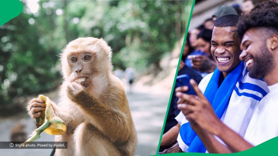 NMU student hilariously dealt with a naughty monkey, leaving the internet in laughter. NMU student hilariously dealt with a naughty monkey, leaving the internet in laughter.