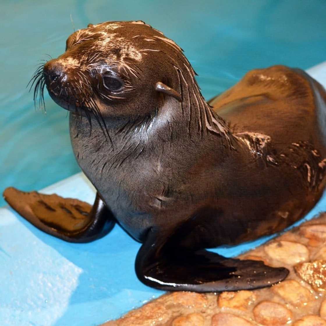 seal aquarium