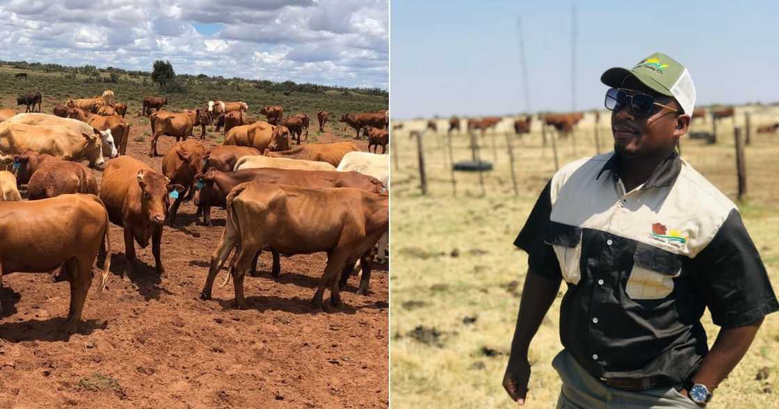 Farmer, Children, Cattle, Farming, Pesticide, Kraal, Livestock, Sheep, Parasiticide, Pastoral, Arable, Mixed Farmer, Children, Cattle, Farming, Pesticide, Kraal, Livestock, Sheep, Parasiticide, Pastoral, Arable, Mixed