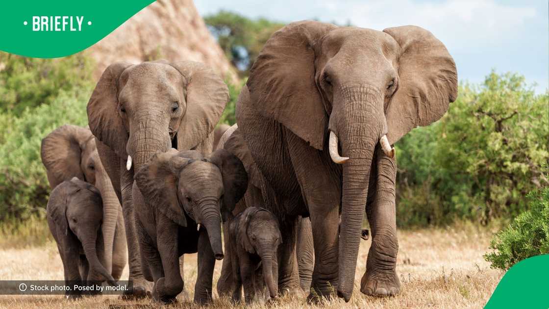 A herd of 30 elephants from the Maweana Game Reserve was driven back to Mawana from KwaZulu-Natal