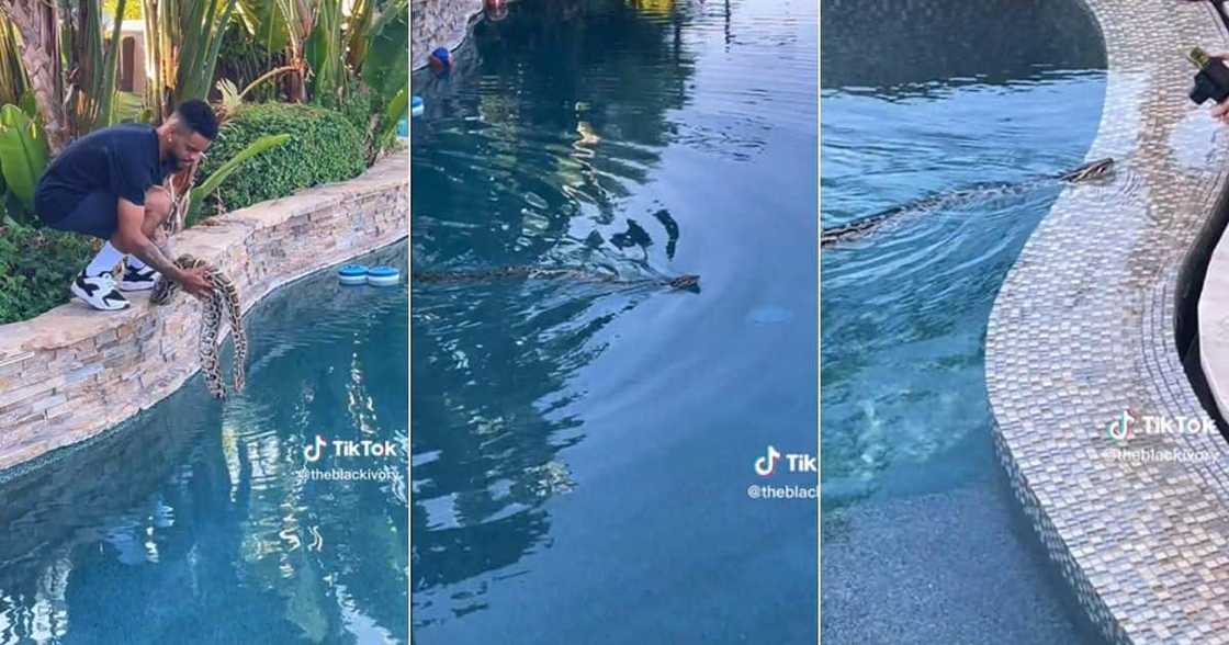 Man puts snake in pool Man puts snake in pool