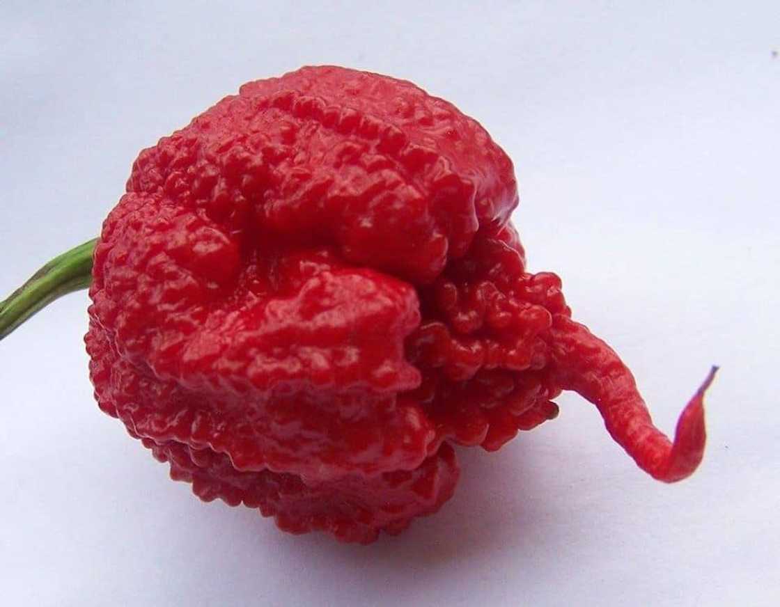 Carolina reaper south africa