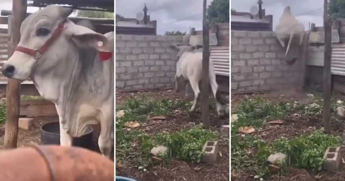 The animal slowly approached the wall. The animal slowly approached the wall.