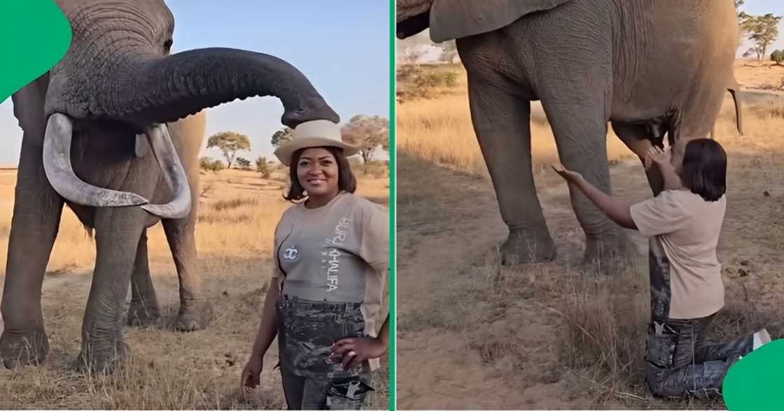 A woman asked an elephant for her hat