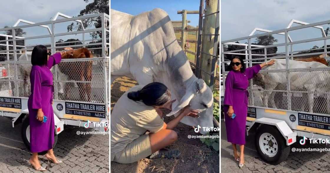 Ayanda Zulu Cattle Farmer Ayanda Zulu Cattle Farmer