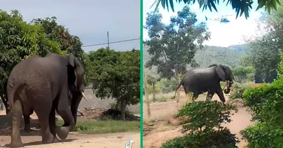 A wild elephant was spotted in Nelspruit A wild elephant was spotted in Nelspruit