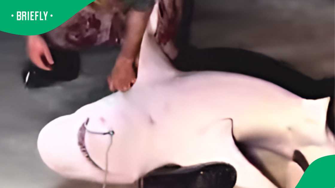 SA man weighs in on shark vs man moment SA man weighs in on shark vs man moment