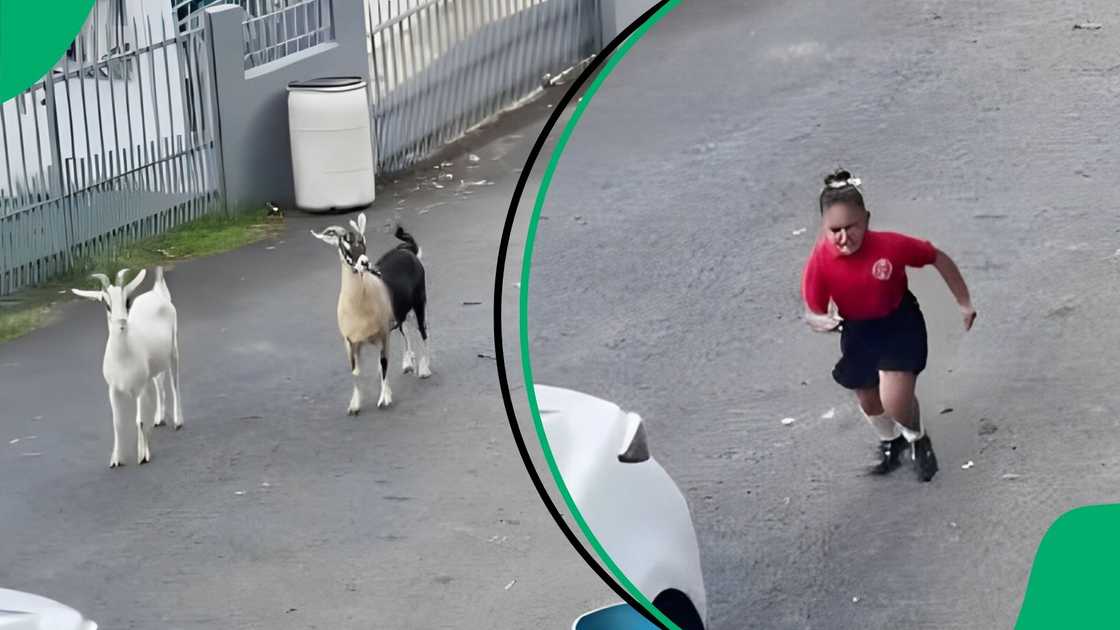 Terrified schoolgirl runs from playful goats in viral video