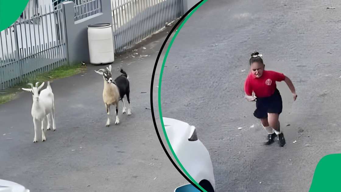 Terrified schoolgirl runs from playful goats in viral video Terrified schoolgirl runs from playful goats in viral video