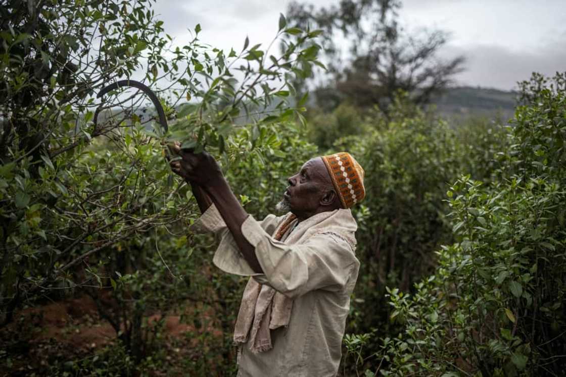 Youssouf Mume replaced his peanut, sorghum, corn and coffee plants with khat Youssouf Mume replaced his peanut, sorghum, corn and coffee plants with khat