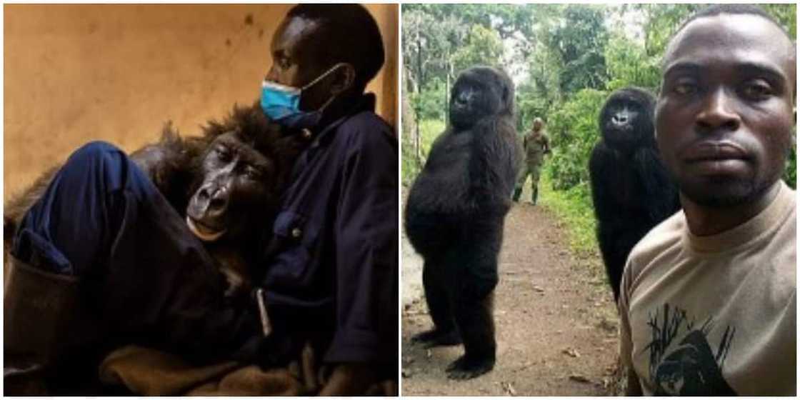 Gorilla whose photobomb became internet sensation passes away at the age of 14 Gorilla whose photobomb became internet sensation passes away at the age of 14