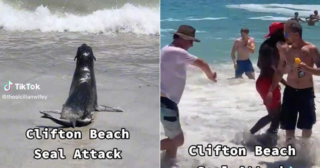 Seal attacks Seal attacks
