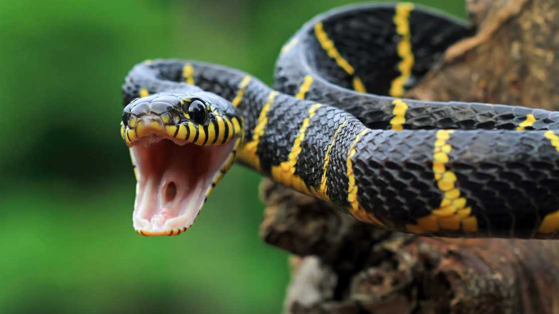 The ball python’s face was captured in detail, highlighting its brown and tan markings and calm expression The ball python’s face was captured in detail, highlighting its brown and tan markings and calm expression