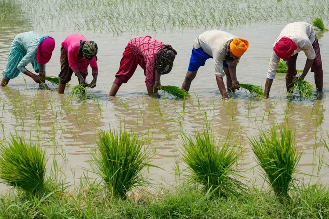 India accounts for 40 percent of global rice exports India accounts for 40 percent of global rice exports