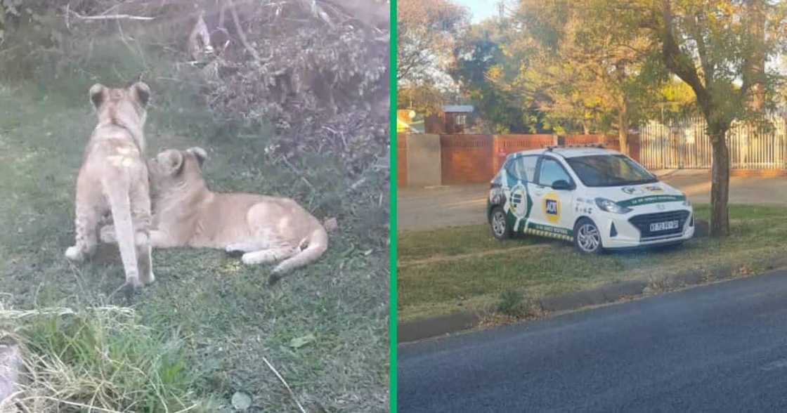 Domestic worker mistakes lions for dogs Domestic worker mistakes lions for dogs