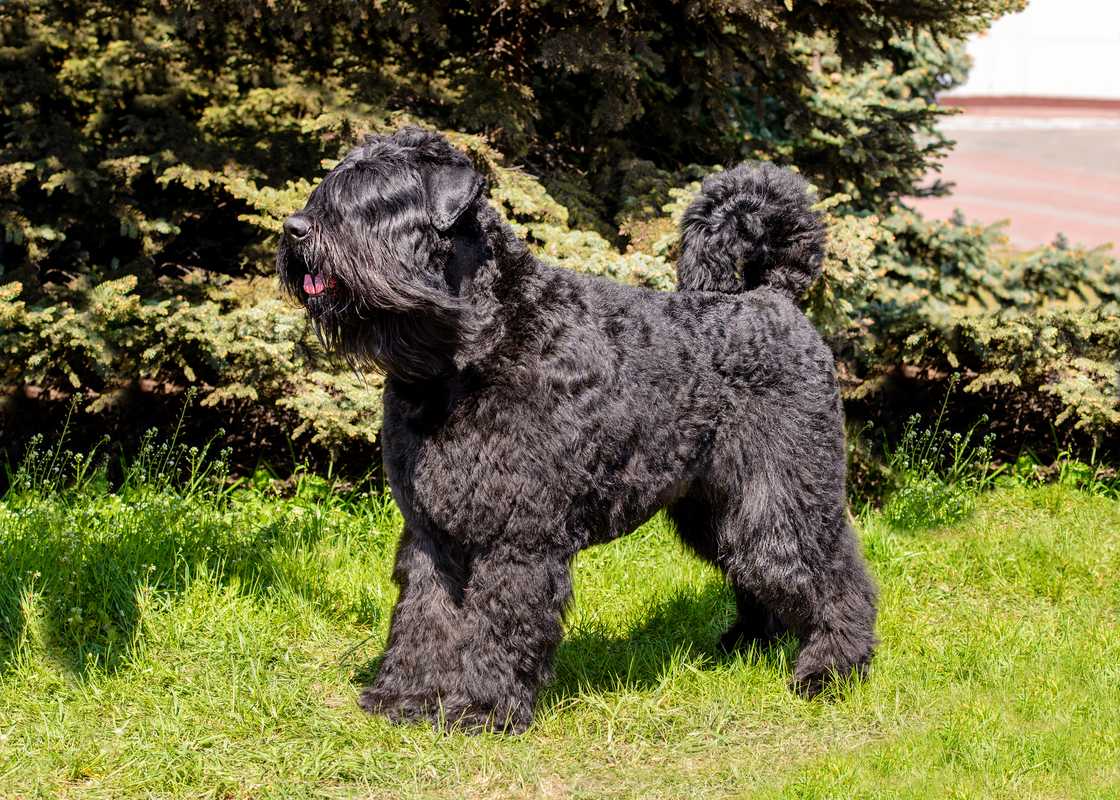 The Bouvier des Flandres stands on the green grass. The Bouvier des Flandres stands on the green grass.
