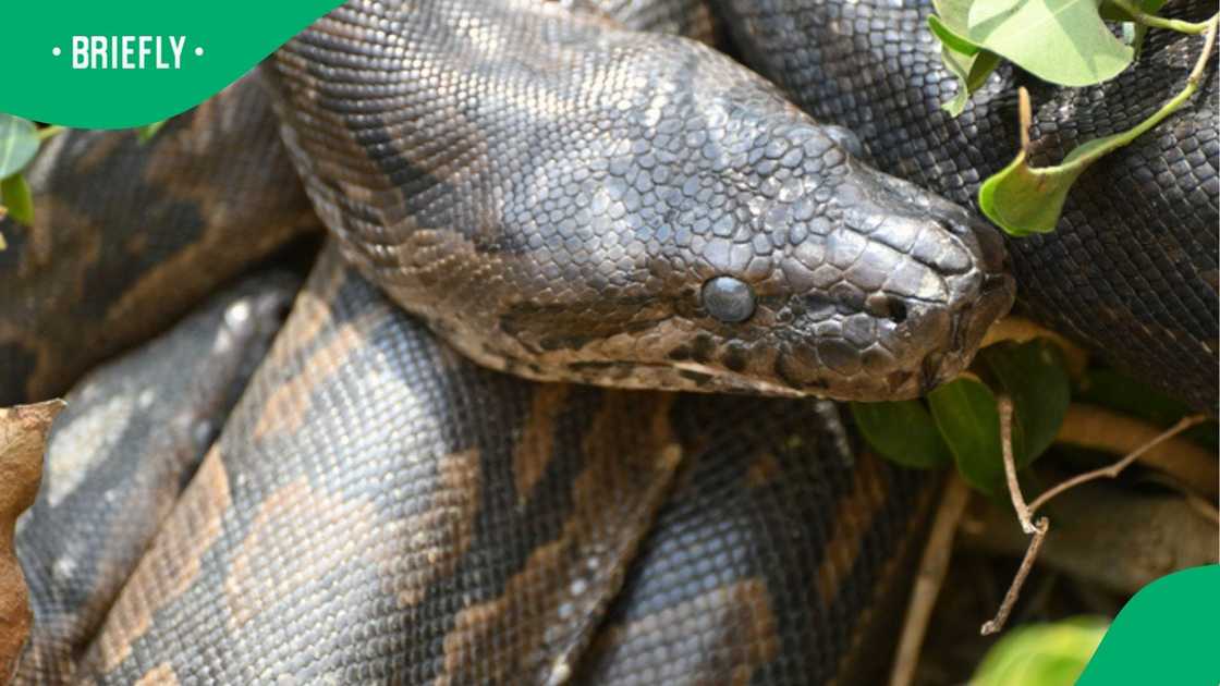 A video showcasing a huge snake climbing a tree shocked South Africans. A video showcasing a huge snake climbing a tree shocked South Africans.