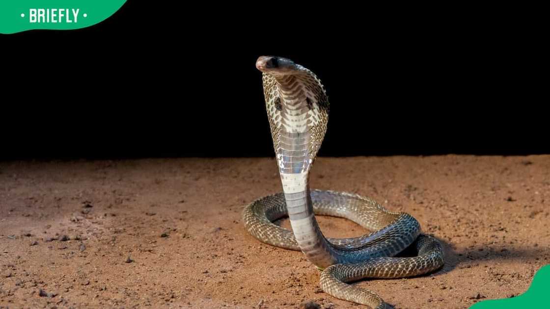 Indian cobra on the ground