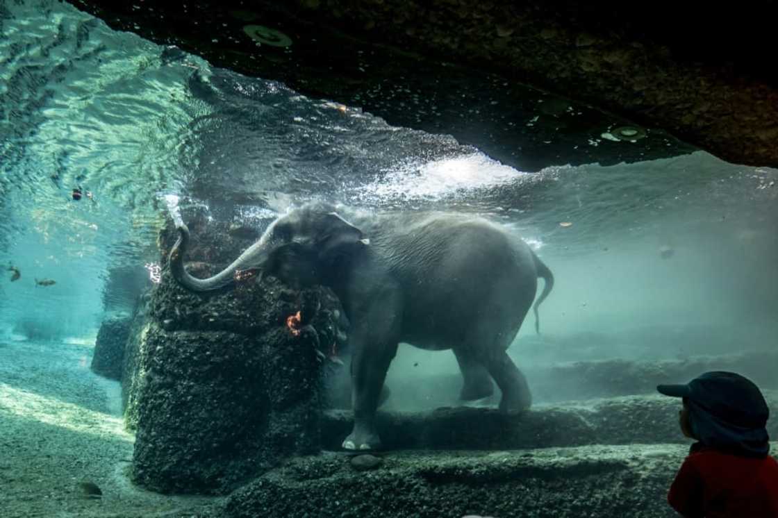 Asian elephants are listed as an endangered species, with only around 50,000 left in the wild