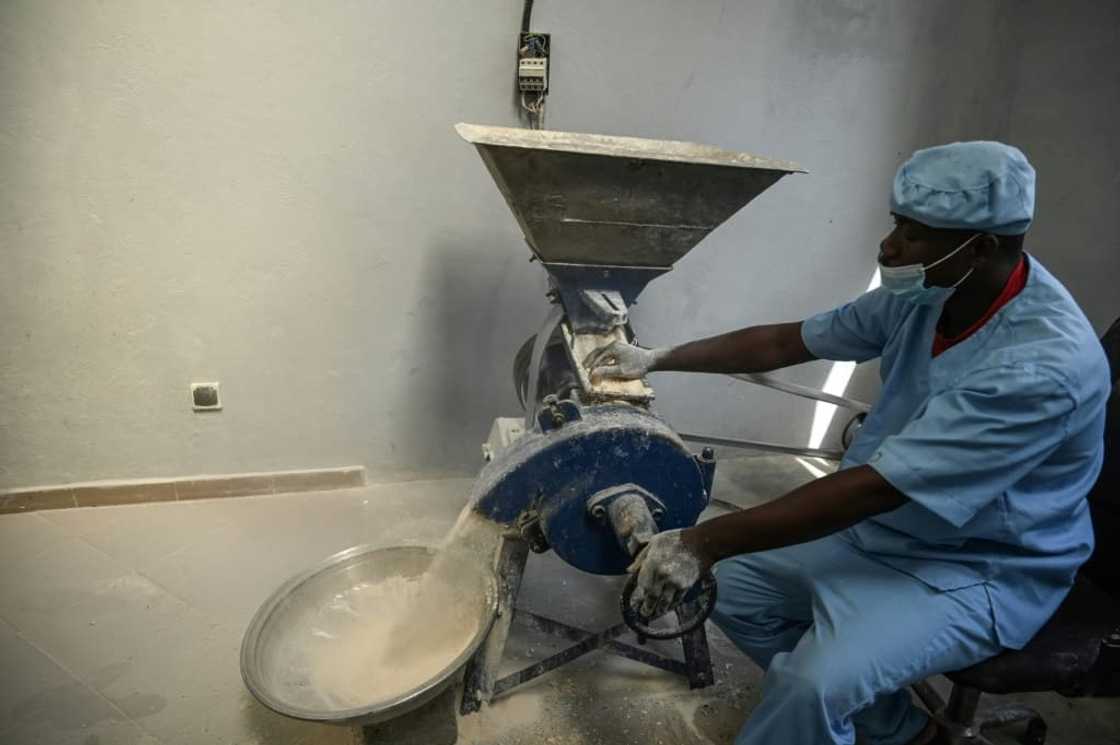 The starchy root vegetable is then ground into flour -- a small proportion is then added to wheat flour as a low-cost substitute The starchy root vegetable is then ground into flour -- a small proportion is then added to wheat flour as a low-cost substitute