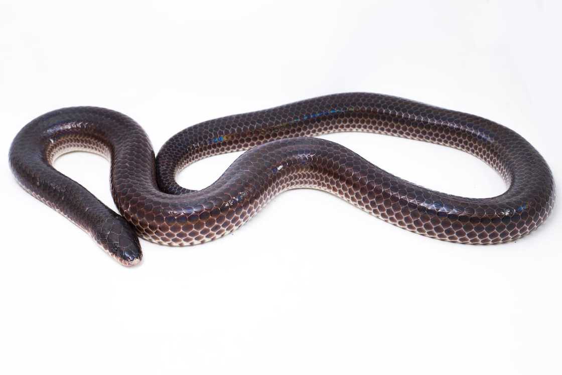 Animals with x Animals with x