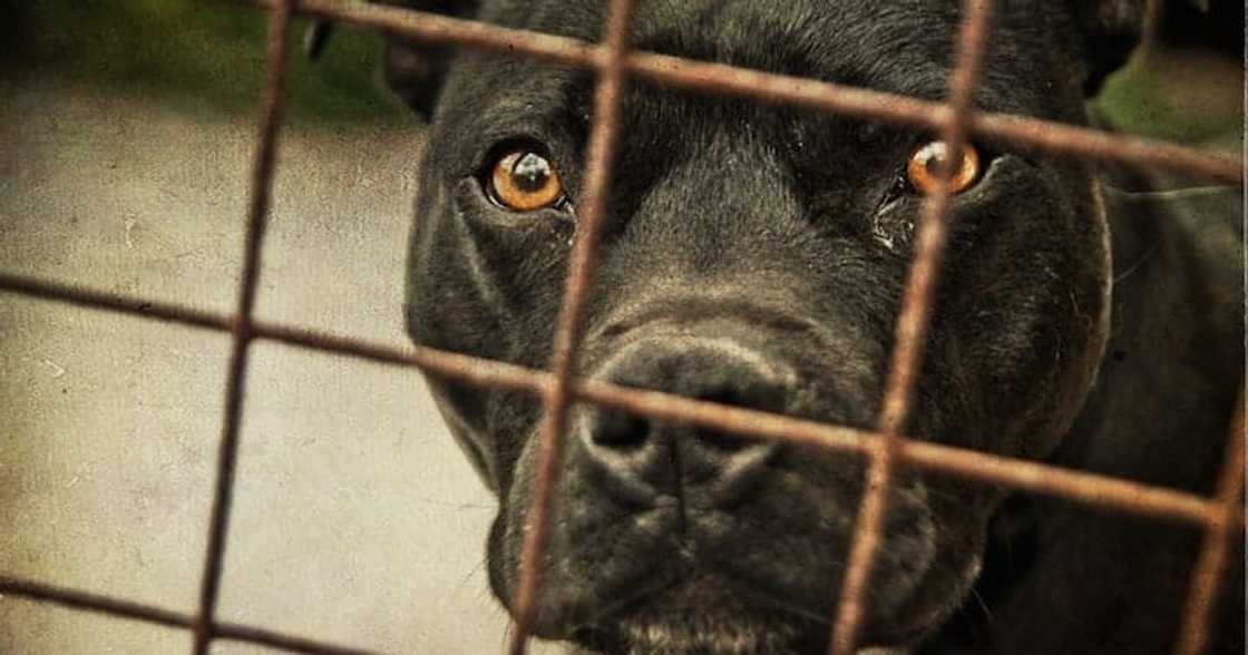 Pit Bull Stock Image Pit Bull Stock Image