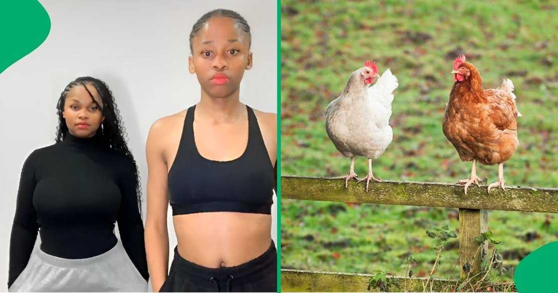 Two young women were hilariously scared of a live chicken in a viral TikTok video. Two young women were hilariously scared of a live chicken in a viral TikTok video.