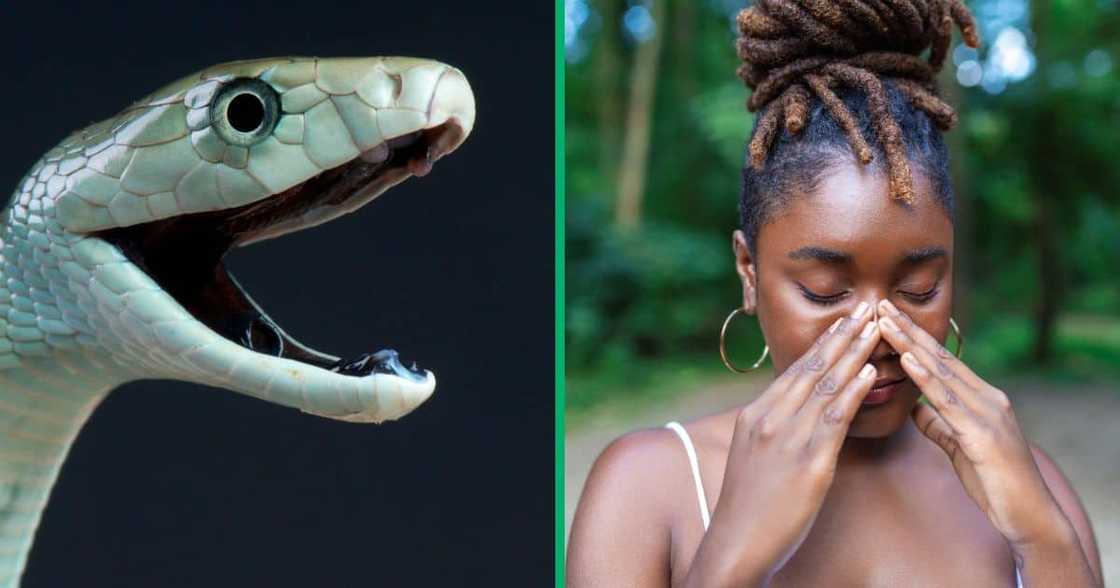 A Mpumalanga high school student was killed by a snake while attending a matric exam camp