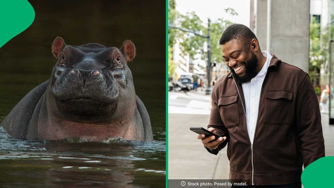 South Africans are proud of a hippo at the Kruger National Park