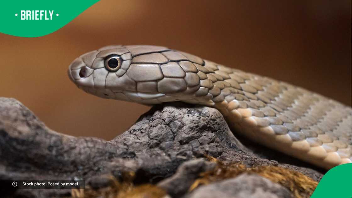 A black mamba resting on a branch. A black mamba resting on a branch.