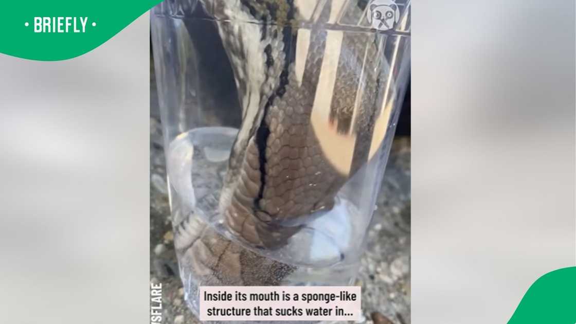 A snake video went viral. A snake video went viral.