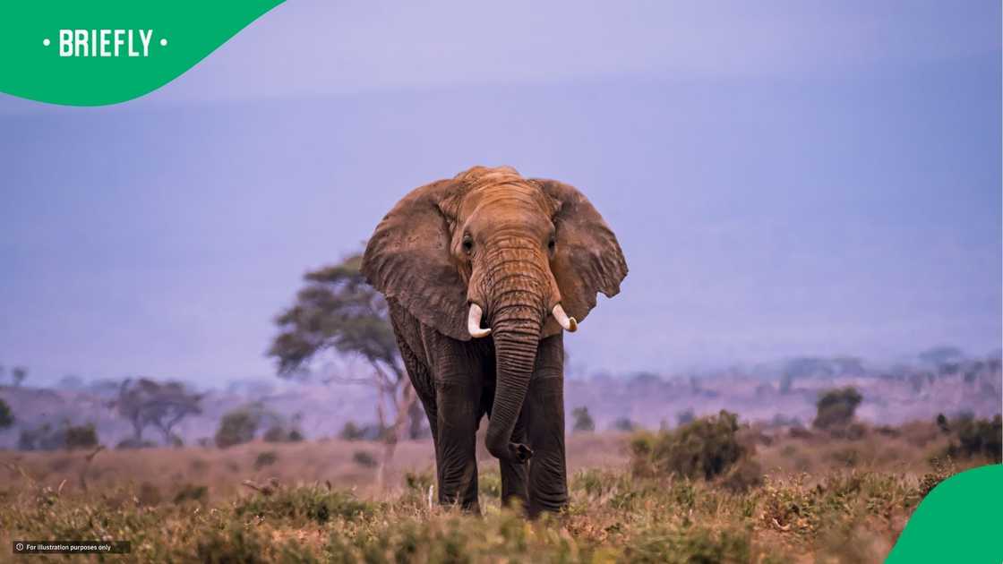 Elephant attacks vehicle at Kruger National Park