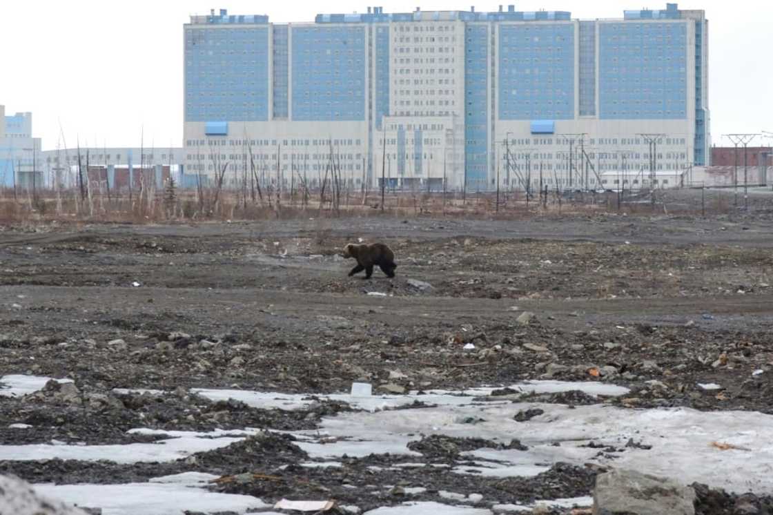 A brown bear strolls through wasteland in front of the hospital in the Arctic city of Norilsk, Russia in May 2022 A brown bear strolls through wasteland in front of the hospital in the Arctic city of Norilsk, Russia in May 2022