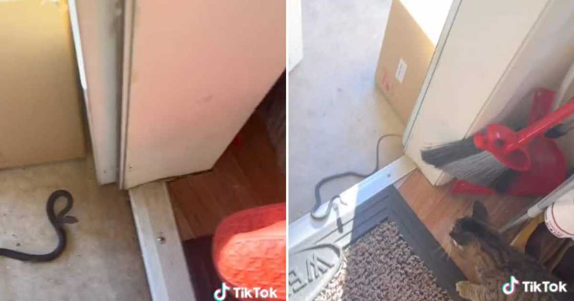 Brave American Man Uses Mittens To Carry Sizable Snake Out The House Brave American Man Uses Mittens To Carry Sizable Snake Out The House