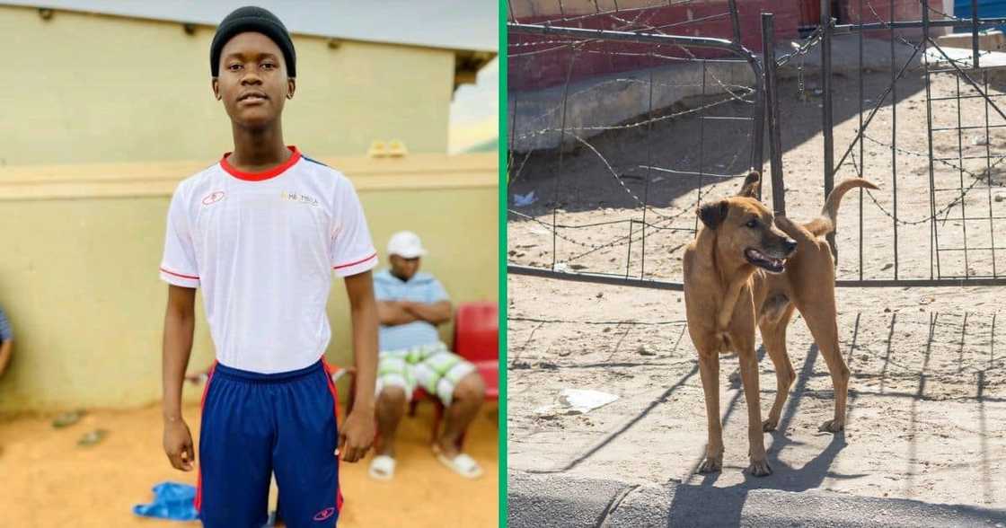A dog owner tried to save his poisoned pet A dog owner tried to save his poisoned pet