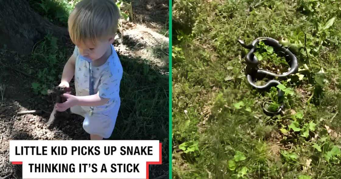 A baby picked up a rat snake after thinking it was a stick. A baby picked up a rat snake after thinking it was a stick.