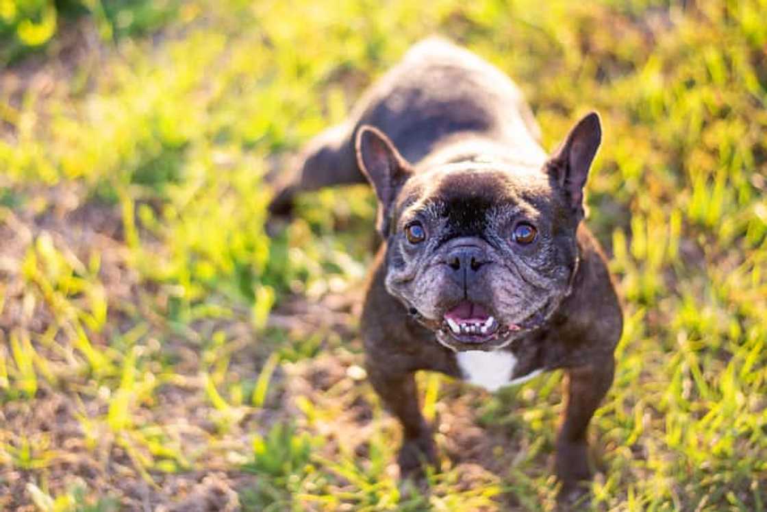 expensive french bulldog expensive french bulldog