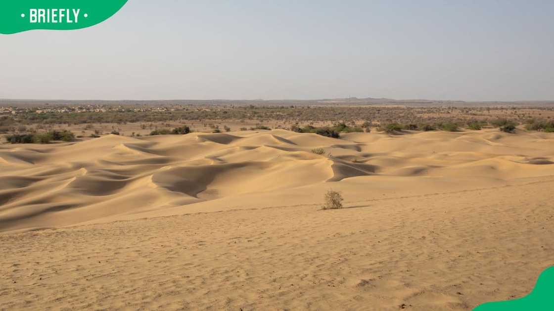 Sand dunes in the Thar Desert