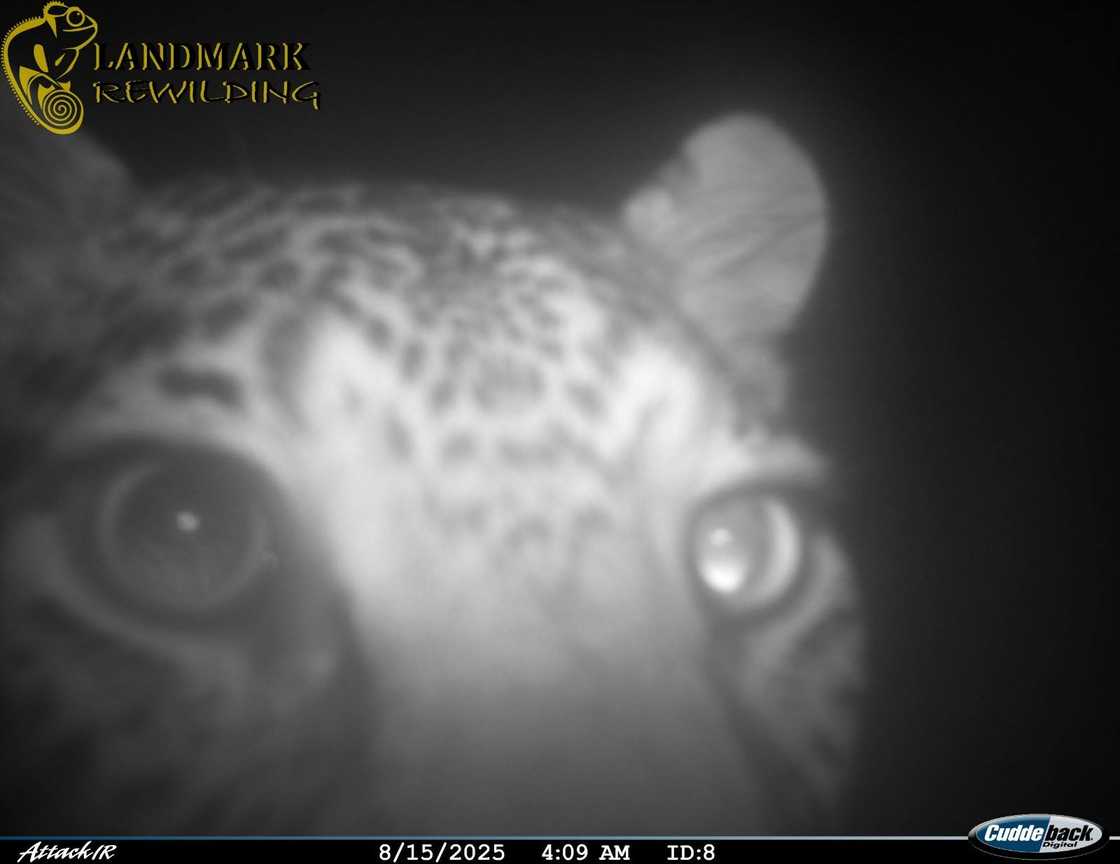 A leopard was spotted at West Coast National Park. A leopard was spotted at West Coast National Park.