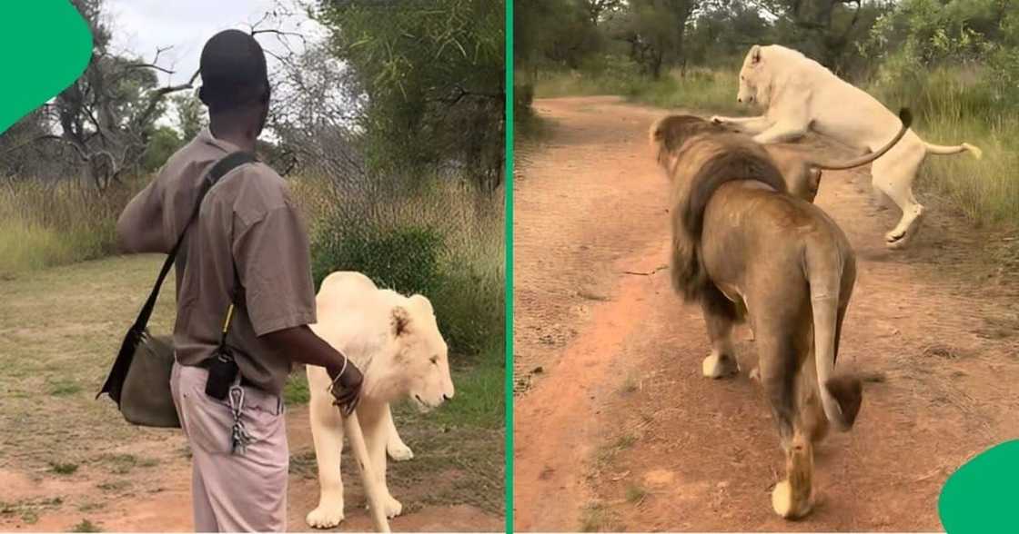 A man walking with lions uses a stick for protection. A man walking with lions uses a stick for protection.