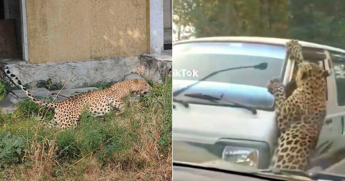 Leopard attacks moving taxi Leopard attacks moving taxi