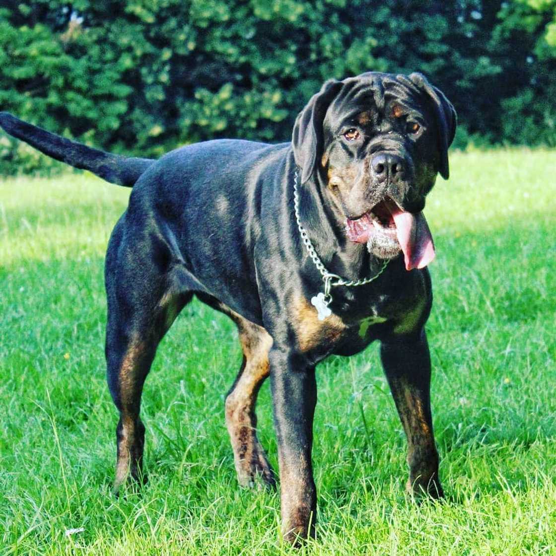 most aggressive dog most aggressive dog
