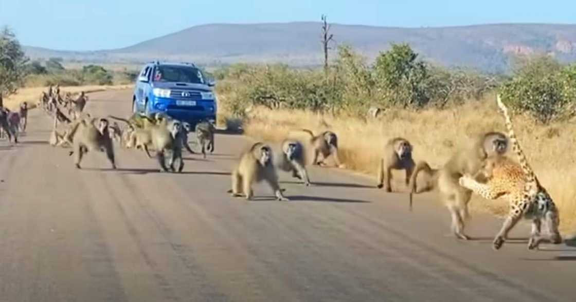 leopard getting into a brawl with 50 baboons